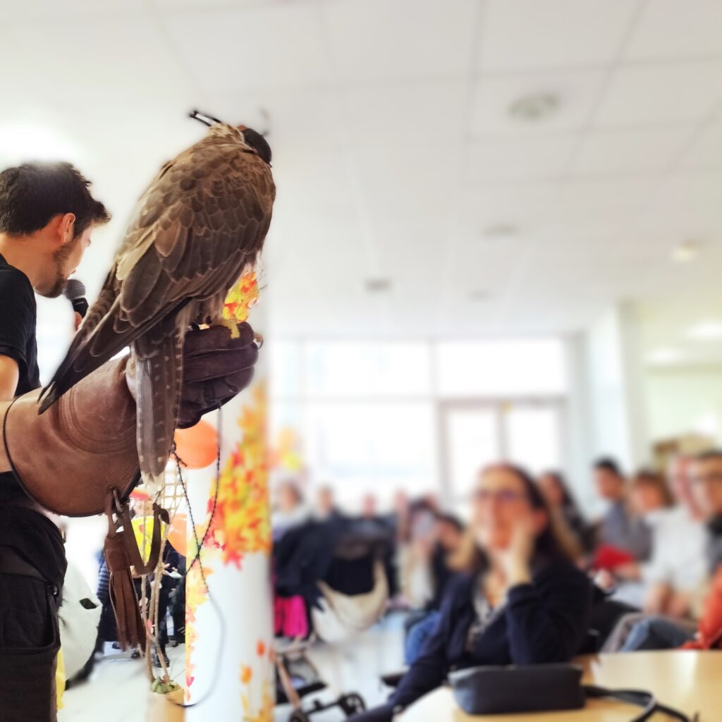 Les visiteurs émerveillé devant un faucon.