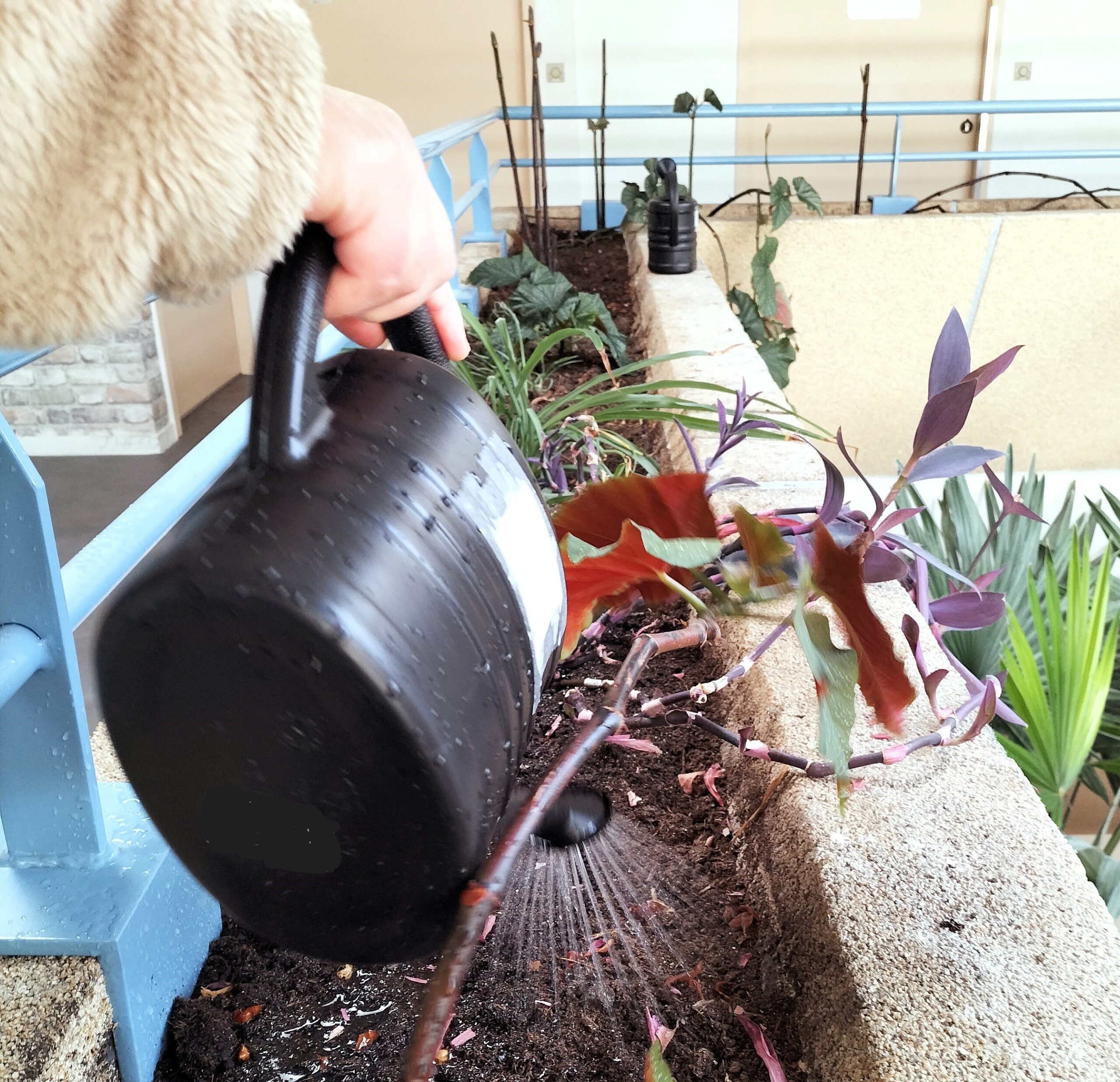 Une personne du foyer arrose les plante